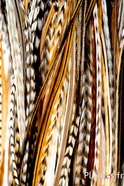 Extensions en plumes naturelles
